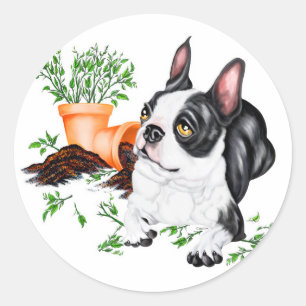 Adesivo Redondo Boston Terrier Pup Sticker