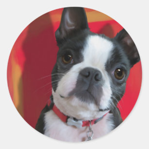 Adesivo Redondo Boston Terrier Sticker