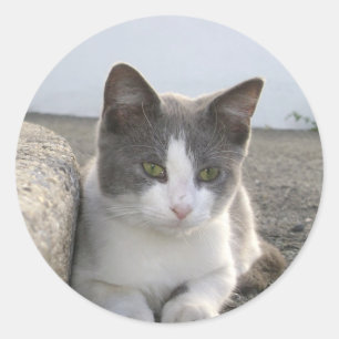 Adesivo Redondo "Botão na cor "