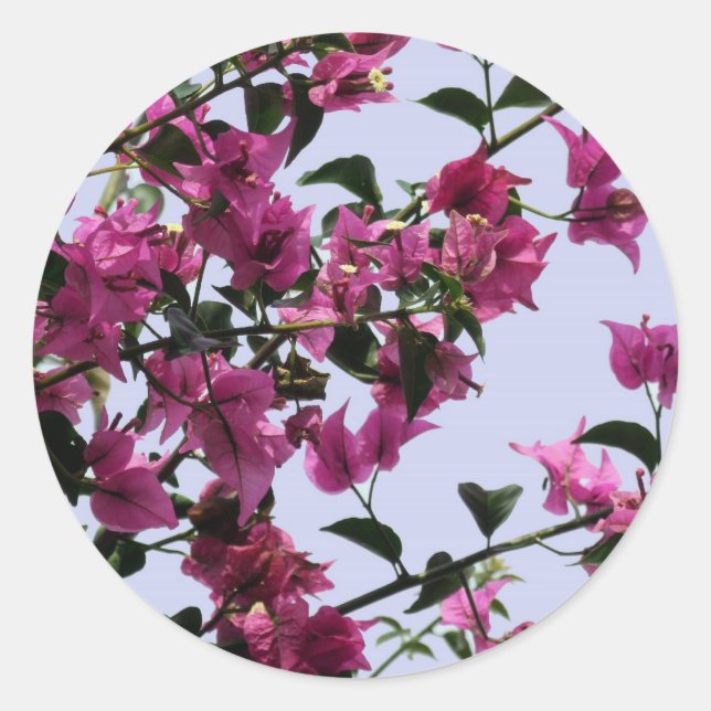 Adesivo Redondo Bougainvillea Stickers (Frente)
