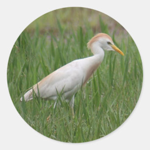 Adesivo Redondo Bovinos Egret Pássaros redondos