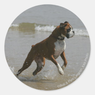 Adesivo Redondo Boxer Dog in Water