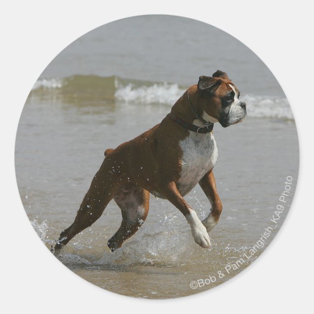 Adesivo Redondo Boxer Dog in Water (Frente)