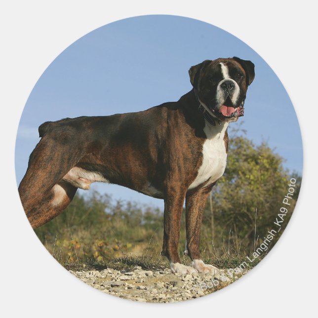 Adesivo Redondo Boxer Dog Show Stance (Frente)