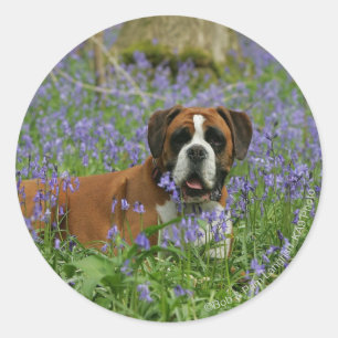 Adesivo Redondo Boxer Lay in Bluebells