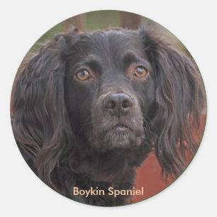 Adesivo Redondo Boykin Spaniel Stickers