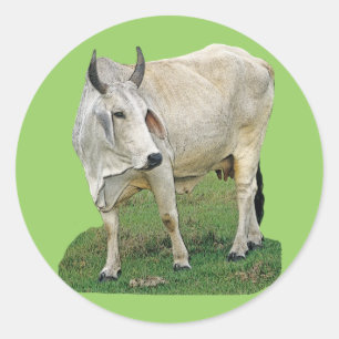 Adesivo Redondo Brahman Cow