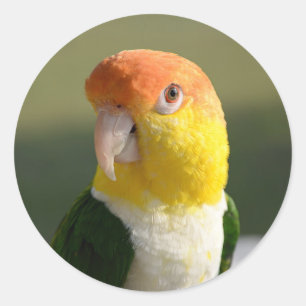 Adesivo Redondo Branco bonito papagaio inchado do Caique