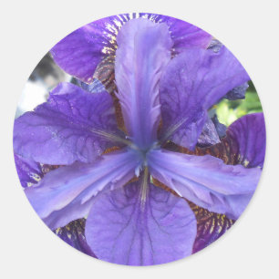 Adesivo Redondo Brandeis