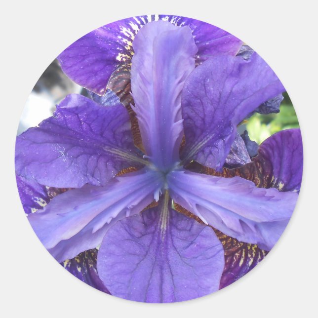 Adesivo Redondo Brandeis (Frente)