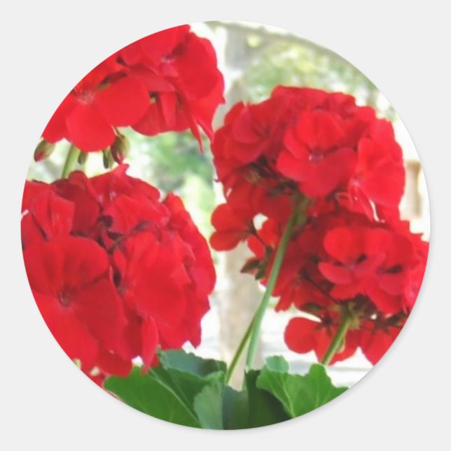 Adesivo Redondo Bright Red Geraniums Stickers Excelente Gift (Frente)