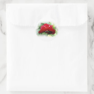 Adesivo Redondo Bright Red Pansy