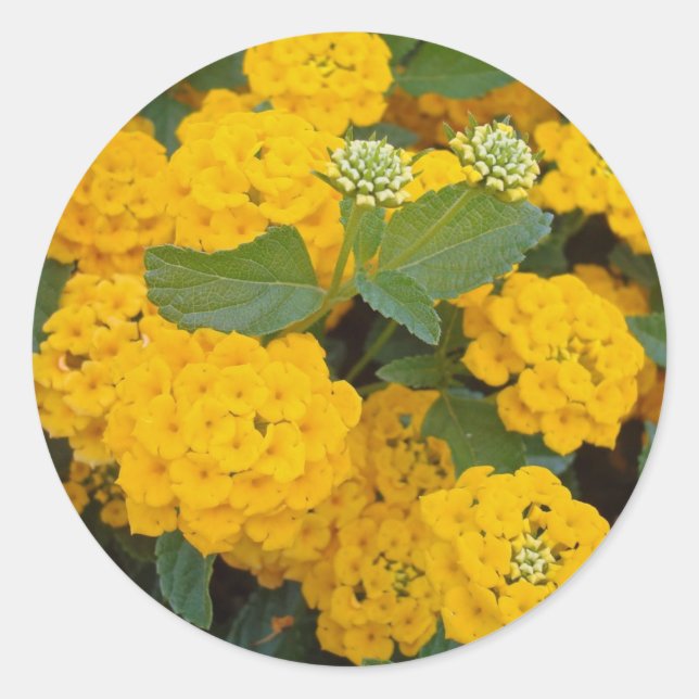 Adesivo Redondo Bright Yellow Lantana Flower Blooms Cheio (Frente)