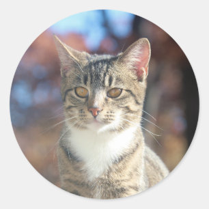 Adesivo Redondo Brin