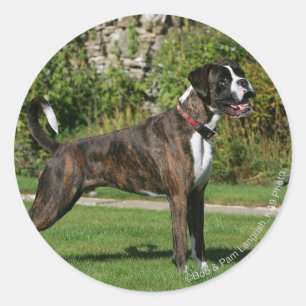 Adesivo Redondo Brindle Boxer Dog Show Stance