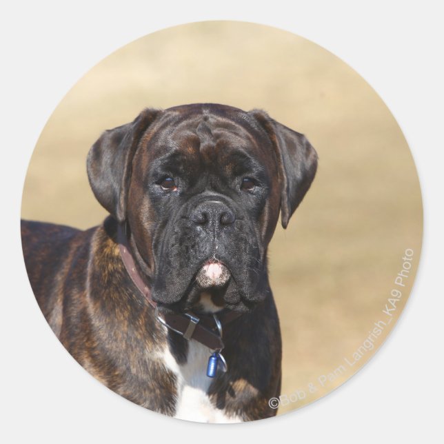 Adesivo Redondo Brindle Boxer Dog Stander (Frente)
