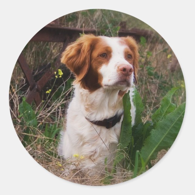 Adesivo Redondo Brittany (Frente)