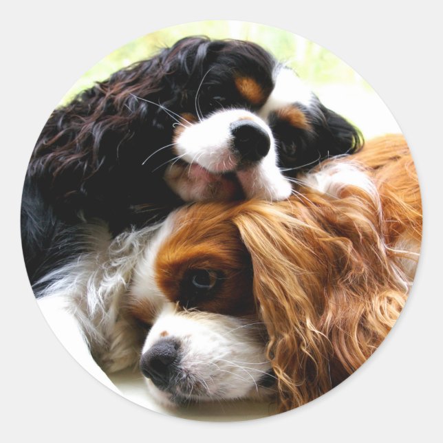 Adesivo Redondo Brothers Cavaliers (Frente)