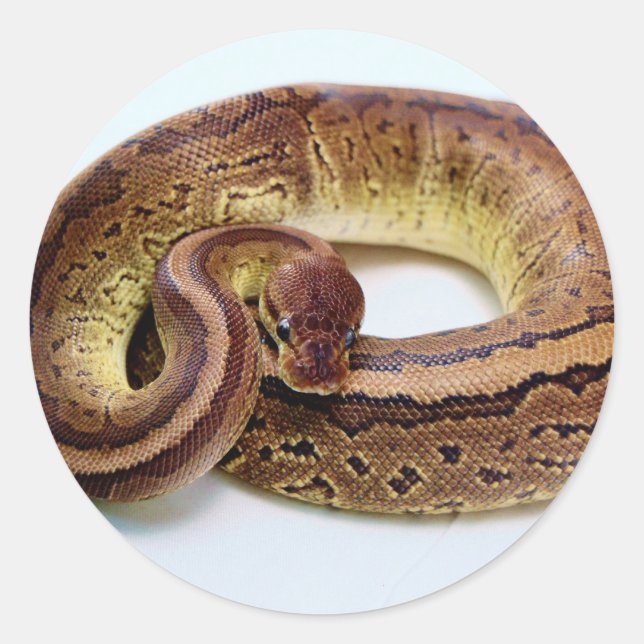 Adesivo Redondo Brown Ball Python Resting (Frente)