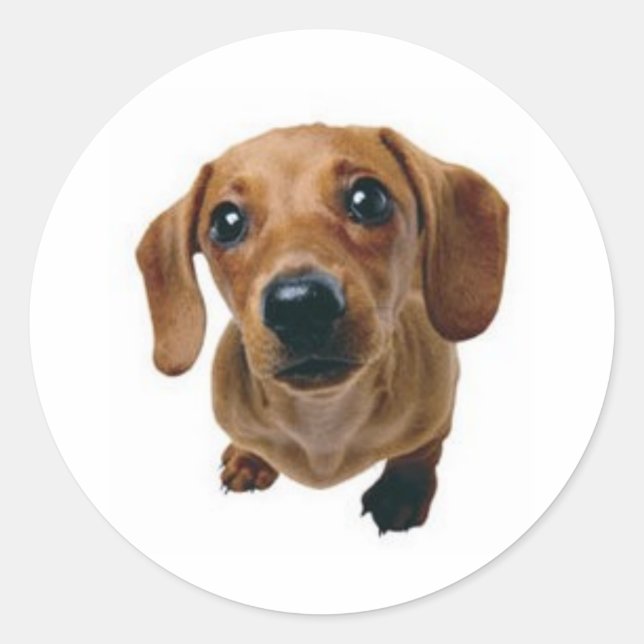 Adesivo Redondo Brown Dachshund (Frente)