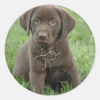 Adesivo Redondo Brown Labrador Puppy Stickers