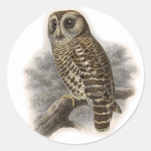 Adesivo Redondo Brown Owl