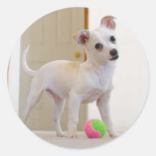 Adesivo Redondo Bruno