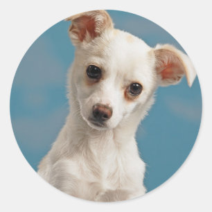 Adesivo Redondo Bruno, Chihuahua Puppy