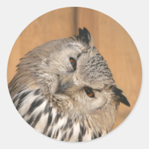 Adesivo Redondo Bubo bubo sibiricus