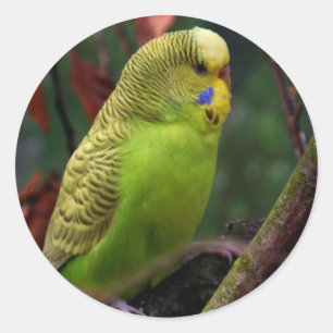 Adesivo Redondo Budgie verde