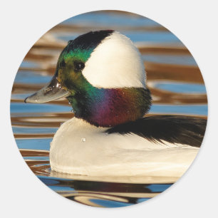 Adesivo Redondo Bufflehead masculino na tarde Sun