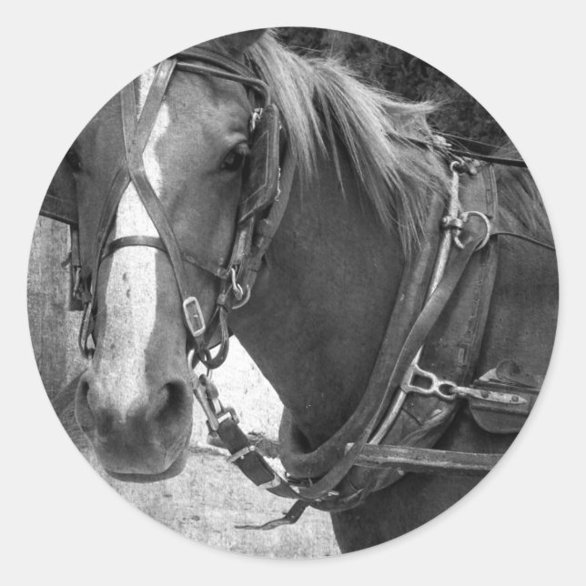 Adesivo Redondo Buggy Horse no Posto Hitching (Frente)