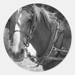 Adesivo Redondo Buggy Horse no Posto Hitching