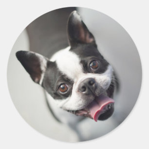 Adesivo Redondo Buldogue francês das imagens de Getty