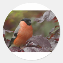 Adesivo Redondo Bull Finch