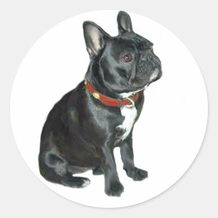 Adesivo Redondo Bulldog Francês - Preto com coleira vermelha