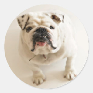 Adesivo Redondo Bulldog Muito Bonito