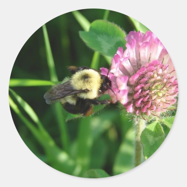 Adesivo Redondo Bumble Bee em Red Clover (Frente)