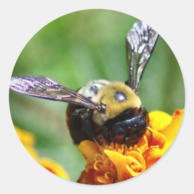 Adesivo Redondo Bumble Bee Stickers (Frente)