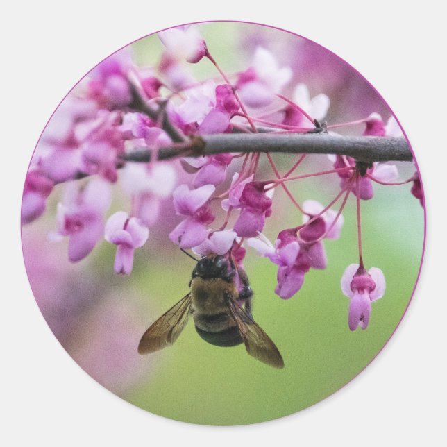 Adesivo Redondo Bumblebee em Redbud Blossoms (Frente)