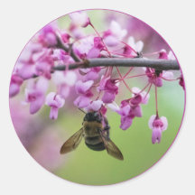 Bumblebee em Redbud Blossoms