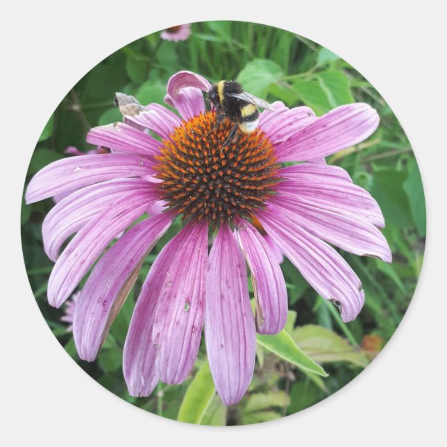Adesivo Redondo Bumblebee no Coneflower roxo oriental (Frente)