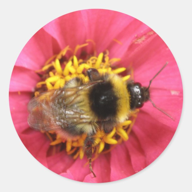 Adesivo Redondo Bumblebee Sticker (Frente)