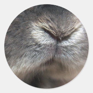 Adesivo Redondo Bunny Nose