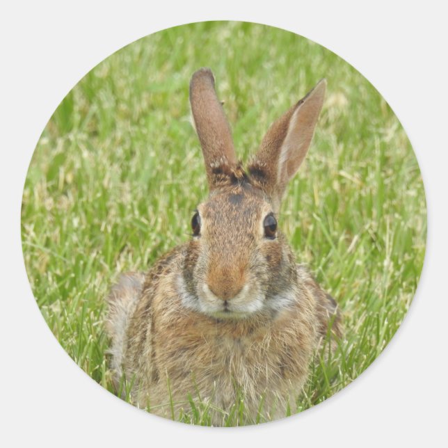 Adesivo Redondo Bunny Rabbit (Frente)