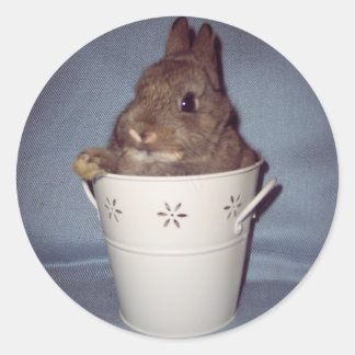Adesivo Redondo Bunny Rabbit Sticker