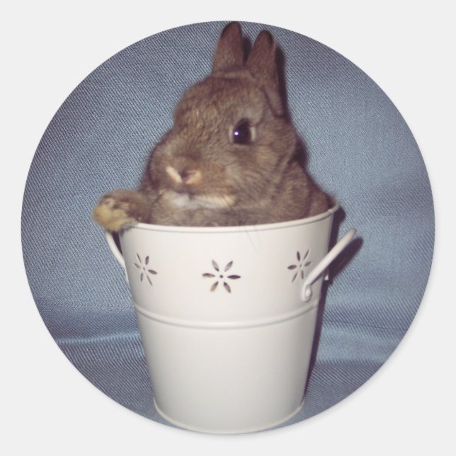 Adesivo Redondo Bunny Rabbit Sticker (Frente)