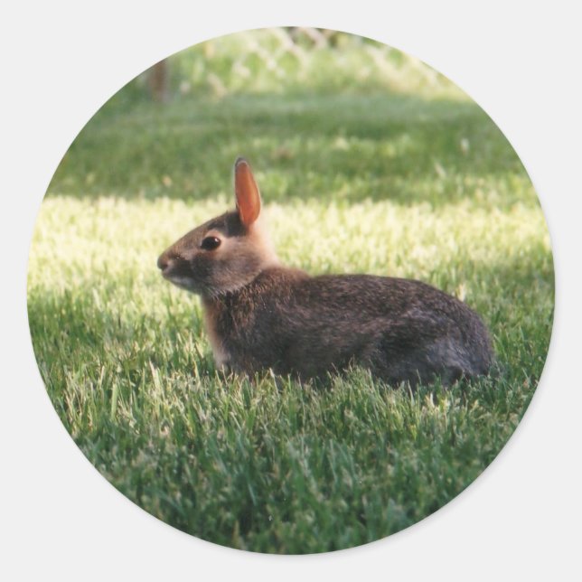 Adesivo Redondo Bunny Rabbit Stickers (Frente)