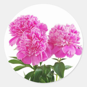 Adesivo Redondo Buquê de Flor Flor Flor Flor de Fúria Rosa Flor