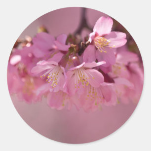 Adesivo Redondo Buquê Delicado Rosa de Flores de Cerejeira Sakura